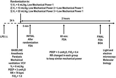 Impact of Different Tidal Volume Levels at Low Mechanical Power on Ventilator-Induced Lung Injury in Rats